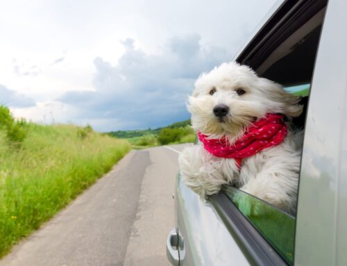 Are You Interested in the Top Pet-Friendly Vacations in Ohio?