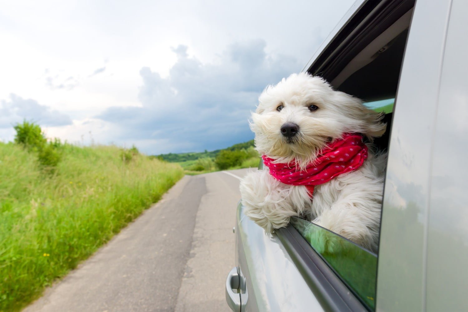 Dog enjoying a ride with the car