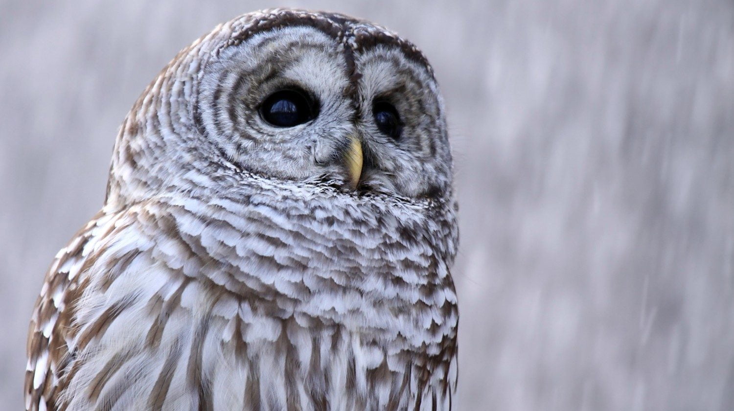 Close up of a white owl at Killdeer Plains Wildlife Area