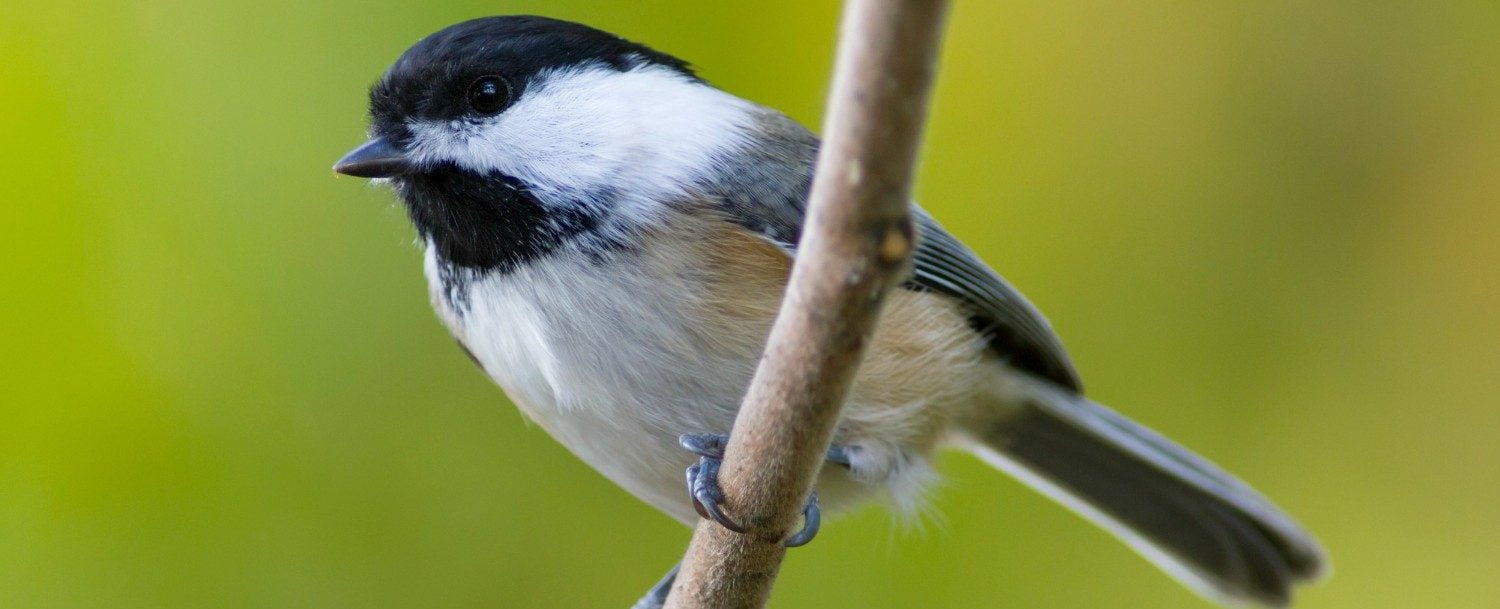 Chickadee bird on a branch | Birding in Ohio Chickadee bird on a branch | Birding in Ohio