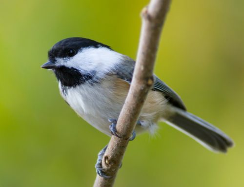 What Are the Best Spots for Birding in Ohio?