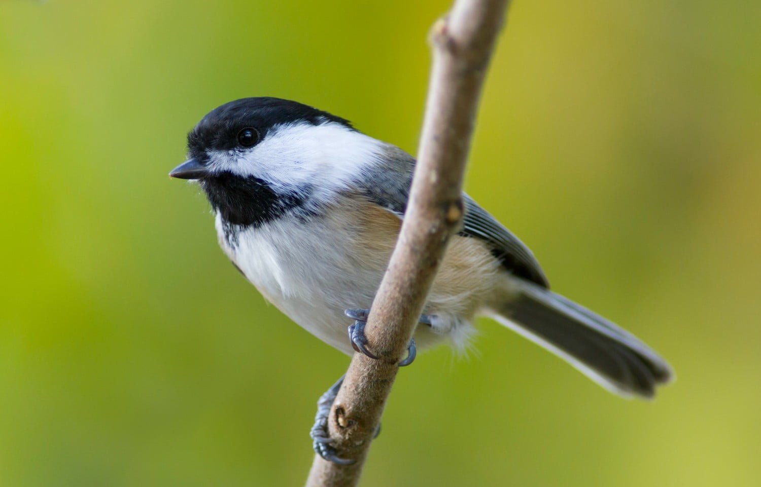 Chickadee bird on a branch | Birding in Ohio