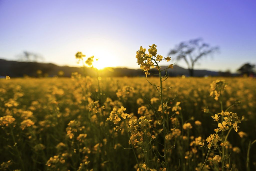 Flower field in Central Ohio - Things to do in the summer